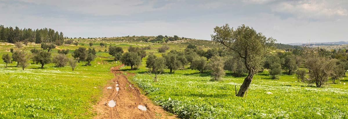 Israel-National-Trail-Field